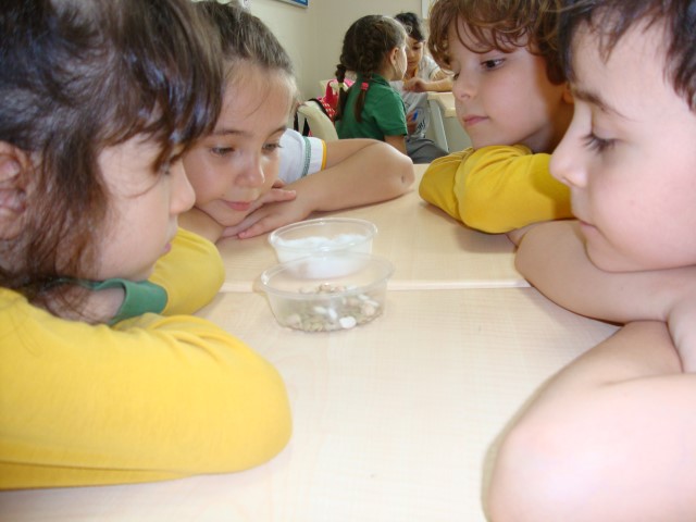1.Sınıflar Tohum Çimlendiriyor.