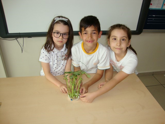 1.sınıflar tohum çimlendiriyor...